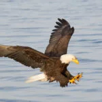 Águia Careca Americana