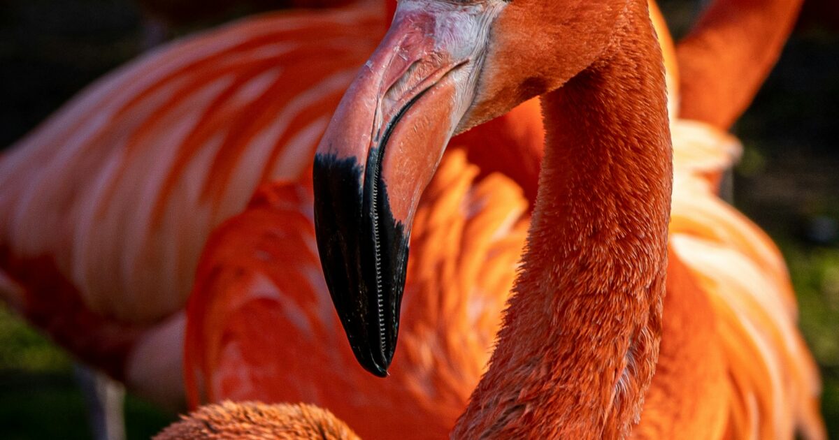 Flamingo