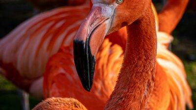 Por Que os Flamingos São Rosas? A Verdade Por Trás da Cor que Encanta o Mundo