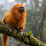 A small black-faced lion tamarin monkey (Leontopithecus caissara), golden-orange fur with a black face, sitting on a mos…