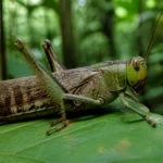Gafanhoto amazônico da espécie Proscopia gigantea em folha na floresta