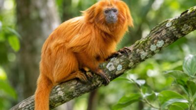 Mico-Leão-Dourado: Estudo Mapeia Áreas Prioritárias para Vacinação