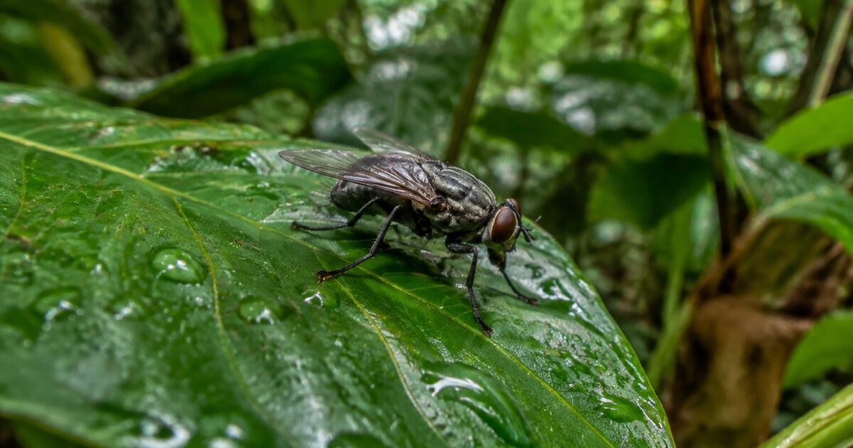 Novas Espécies de Moscas na Amazônia São Descobertas Após Décadas em Coleções 1 Mosca da família Sarcophagidae em folha na floresta amazônica, representando as novas espécies de Dexosarcophaga descobertas na Amazônia