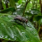 Mosca da família Sarcophagidae em folha na floresta amazônica, representando as novas espécies de Dexosarcophaga descobertas na Amazônia