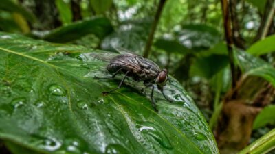 Novas Espécies de Moscas na Amazônia São Descobertas Após Décadas em Coleções
