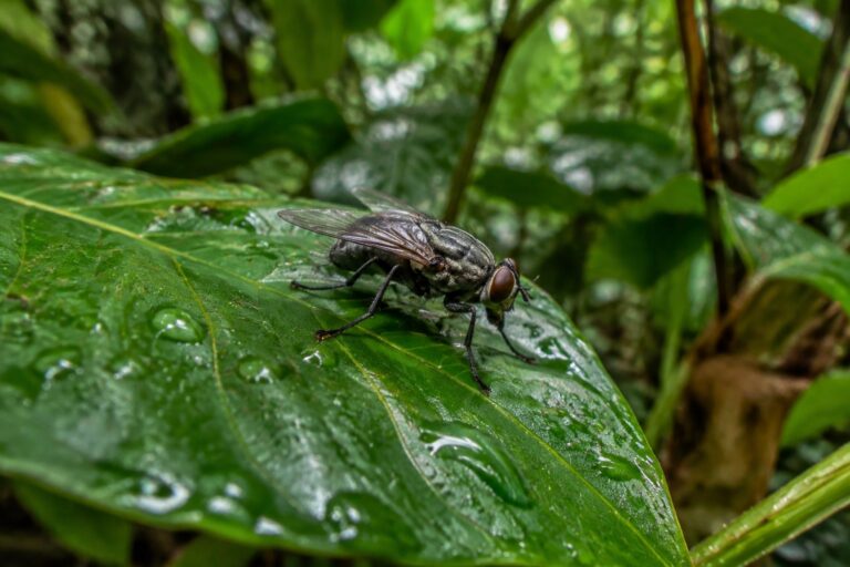 Novas Espécies de Moscas na Amazônia São Descobertas Após Décadas em Coleções