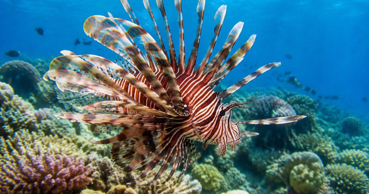 Peixe-Leão em Abrolhos: Espécie Invasora Ameaça Recifes Únicos 1 Peixe-leão, espécie invasora, nadando sobre recife de coral