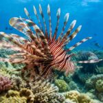 Peixe-leão, espécie invasora, nadando sobre recife de coral