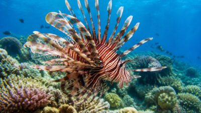 Peixe-Leão em Abrolhos: Espécie Invasora Ameaça Recifes Únicos