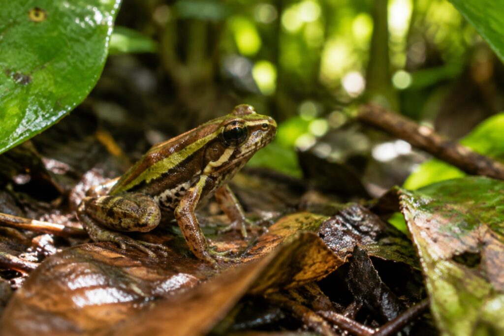 Dryadobates caissara: o Menor Sapo do Gênero Já Nasce Ameaçado de Extinção