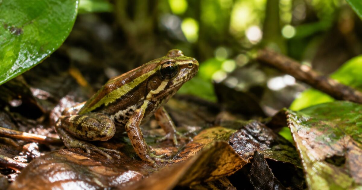 Dryadobates caissara: o Menor Sapo do Gênero Já Nasce Ameaçado de Extinção 1 Sapo Dryadobates caissara na serrapilheira de um fragmento de Mata Atlântica no Espírito Santo