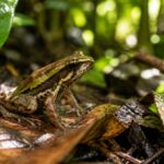 Sapo Dryadobates caissara na serrapilheira de um fragmento de Mata Atlântica no Espírito Santo