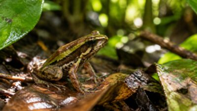 Dryadobates caissara: o Menor Sapo do Gênero Já Nasce Ameaçado de Extinção