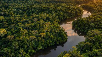 Flona do Jamanxim: Redução de Área Protegida Ameaça a Amazônia
