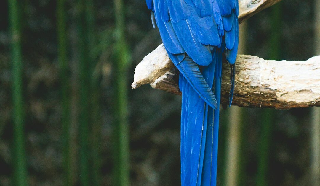 Ararinha-azul, papagaio azul brasileiro extinto na natureza desde 2019