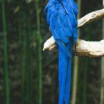 Ararinha-azul, papagaio azul brasileiro extinto na natureza desde 2019