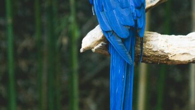 Ararinha-azul é alvo de disputa com zoológico indiano