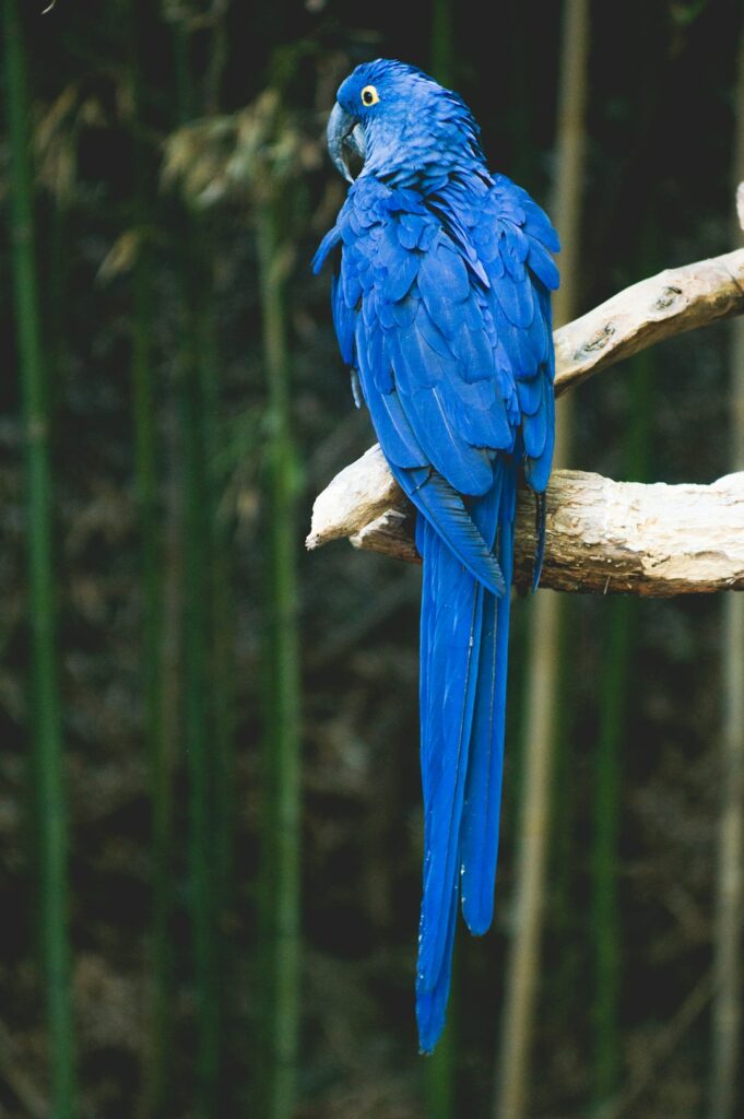 Ararinha-azul é alvo de disputa com zoológico indiano