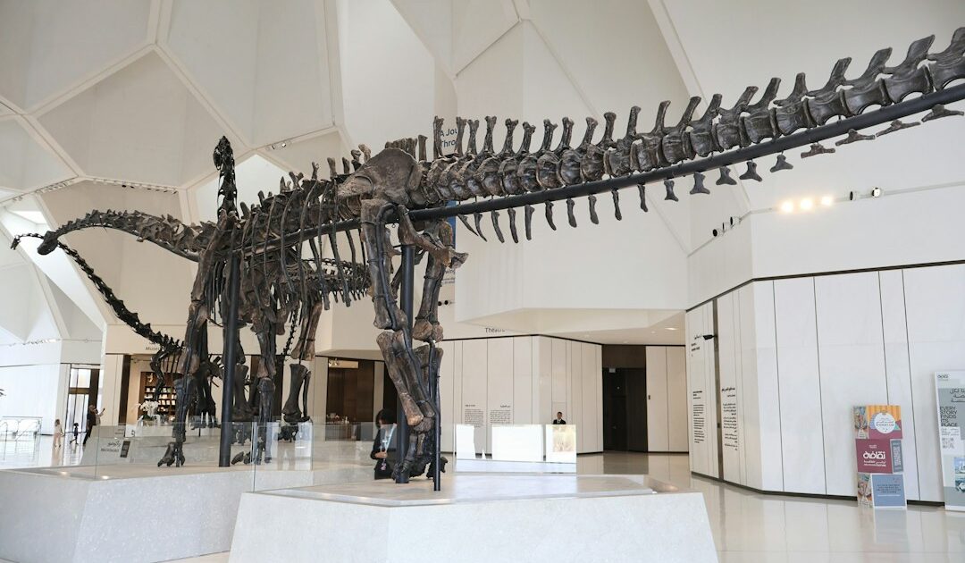 Esqueleto de dinossauro exposto em museu, ilustrando a descoberta do megaraptorídeo Invictibellatrix amberina no Reino Unido