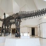 Esqueleto de dinossauro exposto em museu, ilustrando a descoberta do megaraptorídeo Invictibellatrix amberina no Reino Unido