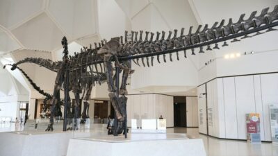 Novo dinossauro é descoberto após ficar esquecido 100 anos
