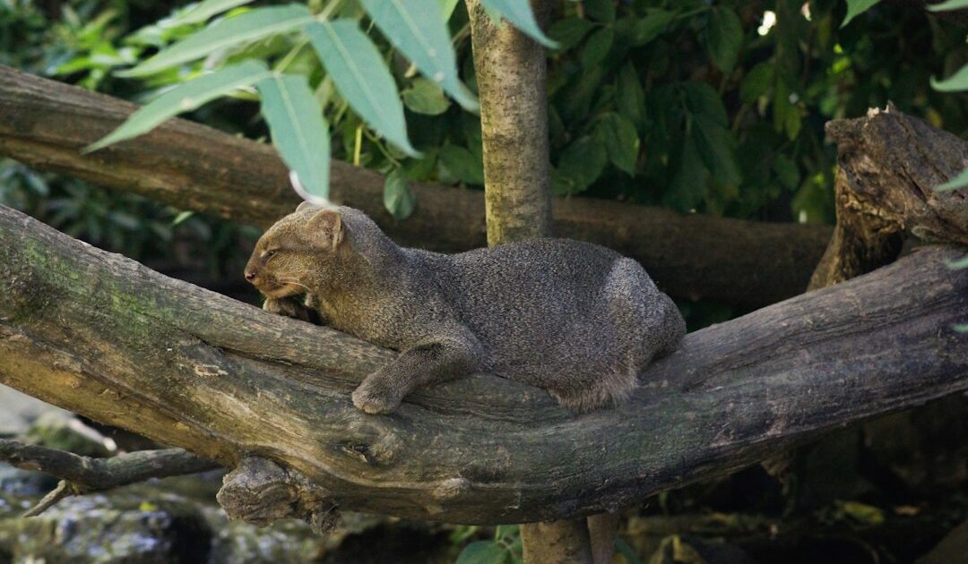 Gato-mourisco (Herpailurus yagouaroundi) em árvore, espécie reclassificada como quase ameaçada pela IUCN