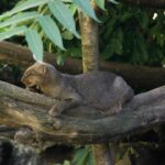 Gato-mourisco (Herpailurus yagouaroundi) em árvore, espécie reclassificada como quase ameaçada pela IUCN
