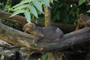 Gato-mourisco (Herpailurus yagouaroundi) em árvore, espécie reclassificada como quase ameaçada pela IUCN