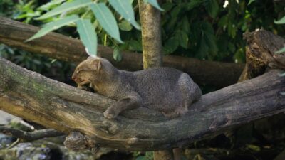 Gato-mourisco agora é quase ameaçado, aponta IUCN