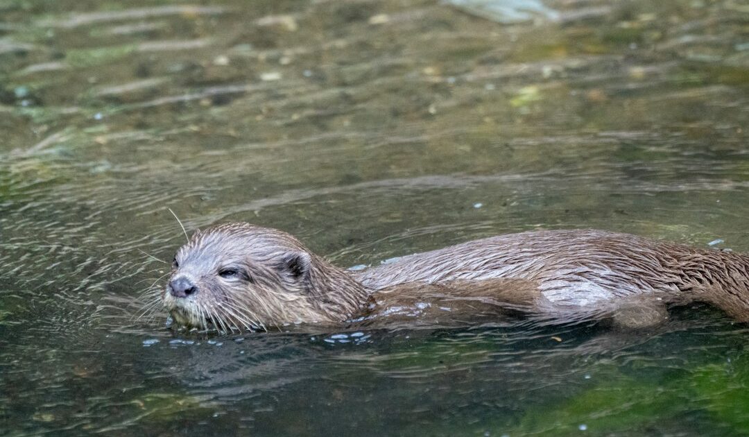 Lontra nadando em água calma, animal que inspira as comparações feitas com o fóssil Megacauda sungei