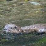 Lontra nadando em água calma, animal que inspira as comparações feitas com o fóssil Megacauda sungei