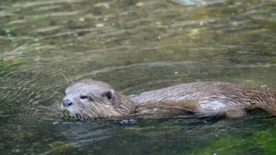 fóssil de mamífero jurássico revela hábitos de lontra