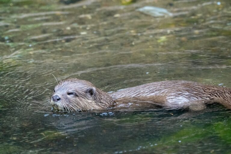 Lontra nadando em água calma, animal que inspira as comparações feitas com o fóssil Megacauda sungei