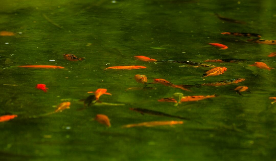 Peixe laranja nadando em água de poça temporária, semelhante ao Laimosemion laranja descoberto no Amapá