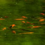 Peixe laranja nadando em água de poça temporária, semelhante ao Laimosemion laranja descoberto no Amapá