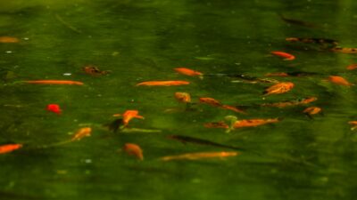 novo peixe laranja é descoberto em poças da amazônia
