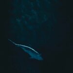 Tubarão nadando em águas escuras e profundas, iluminado por luz vinda de cima, imagem ilustrativa de tubarão-lanterna
