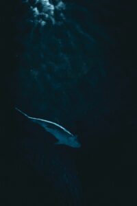 Novo tubarão bioluminescente é descoberto no Oceano Índico 17 Tubarão nadando em águas escuras e profundas, iluminado por luz vinda de cima, imagem ilustrativa de tubarão-lanterna