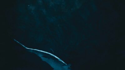 Novo tubarão bioluminescente é descoberto no Oceano Índico