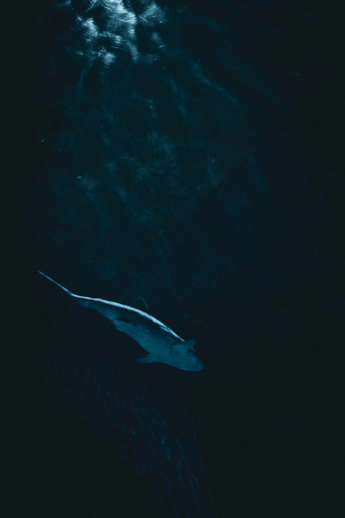 Novo tubarão bioluminescente é descoberto no Oceano Índico