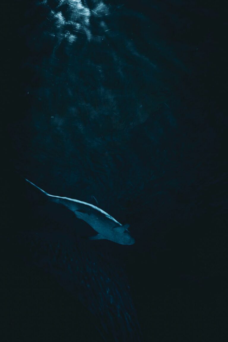 Tubarão nadando em águas escuras e profundas, iluminado por luz vinda de cima, imagem ilustrativa de tubarão-lanterna