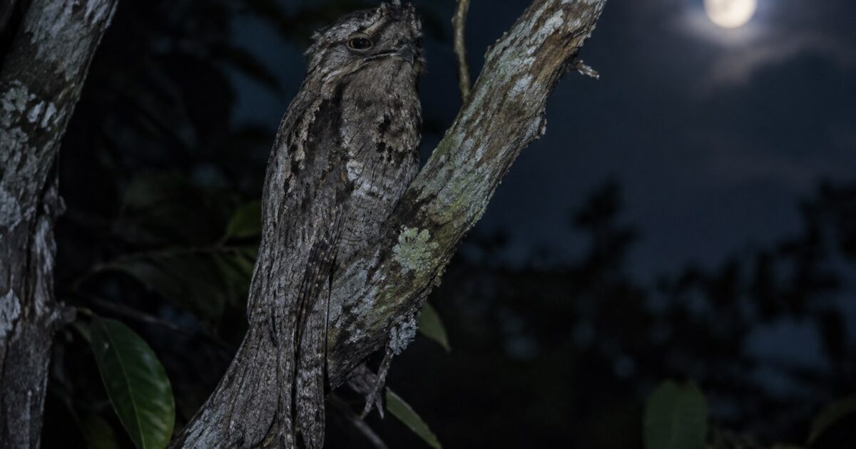 Dia Mundial dos Animais: o Mistério do Urutau, a Ave-Fantasma do Brasil 1 Urutau camuflado em tronco de árvore à noite, conhecido como ave-fantasma