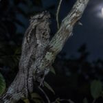 Urutau camuflado em tronco de árvore à noite, conhecido como ave-fantasma
