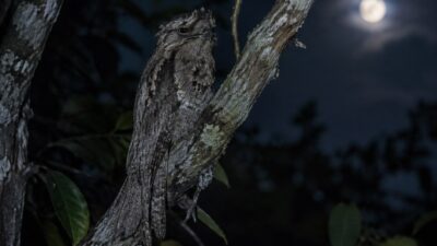 Dia Mundial dos Animais: o Mistério do Urutau, a Ave-Fantasma do Brasil