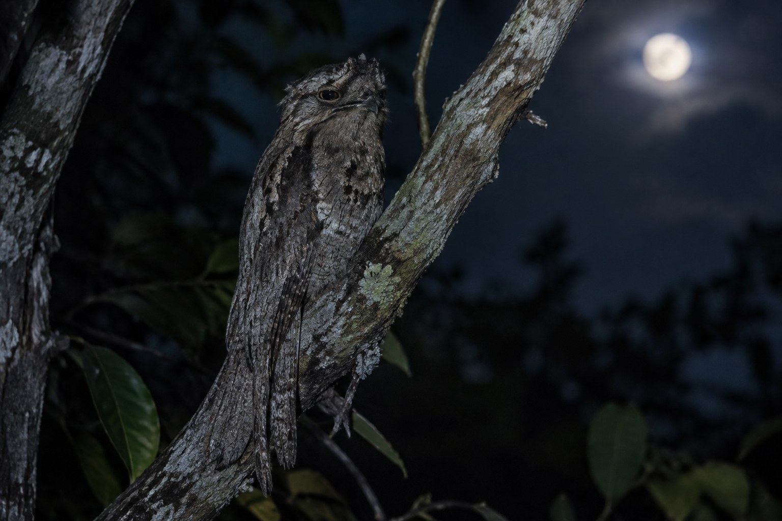 Dia Mundial dos Animais: o Mistério do Urutau, a Ave-Fantasma do Brasil 2 Urutau camuflado em tronco de árvore à noite, conhecido como ave-fantasma
