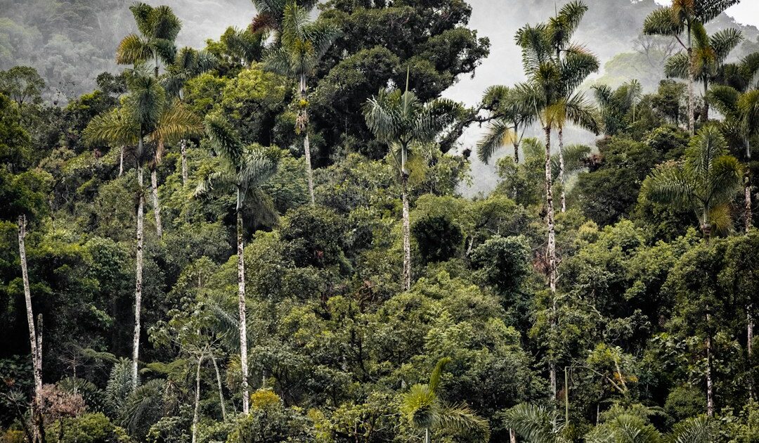 desmatamento na amazônia cai ao menor nível da história 1 Vista aérea da floresta amazônica, com copas densas de árvores sob céu nublado