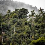 Vista aérea da floresta amazônica, com copas densas de árvores sob céu nublado