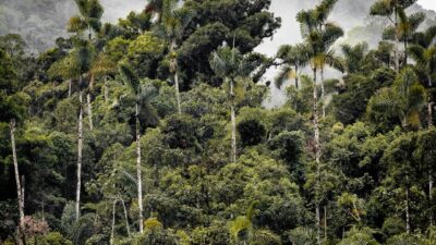 desmatamento na amazônia cai ao menor nível da história