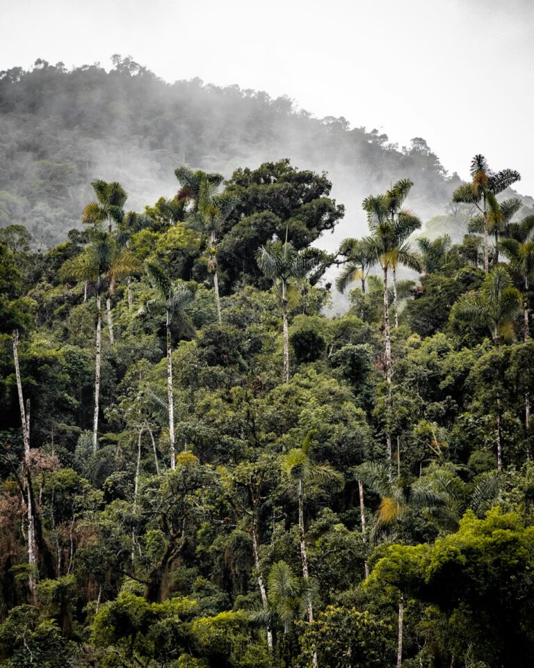 Vista aérea da floresta amazônica, com copas densas de árvores sob céu nublado