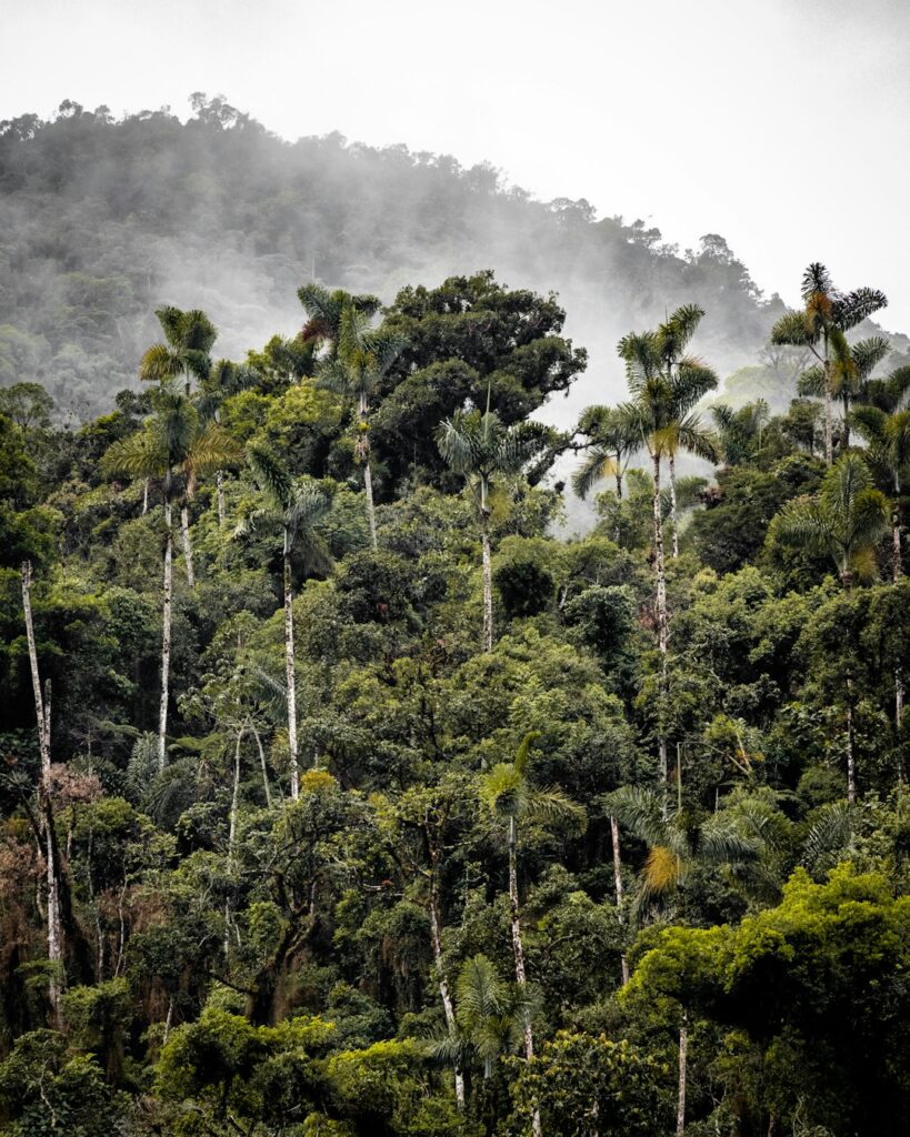 desmatamento na amazônia cai ao menor nível da história